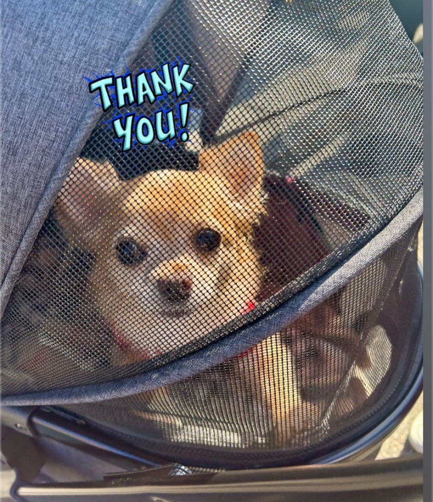 575916830_1482481039705511_7360096655338660848_n